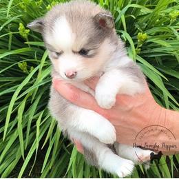 Girl 1 - female Pomsky puppy in Menahga, Minnesota from Mini Pomsky Puppies
