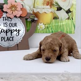 Orange Venus - Red  female Goldendoodle puppy in Cincinnati, Ohio from KSchott Kennels