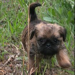 Milo - Belge male Brussels Griffon puppy in Yucaipa, California from Griffs & Giggles Ranch - The Cortez Family