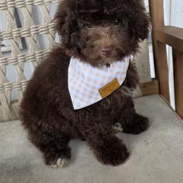 Jellybean - Chocolate male Goldendoodle puppy in Decatur, Tennessee from Diamond's Doodles