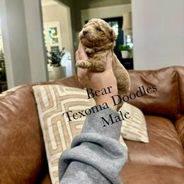 Bear - Red  male Goldendoodle puppy in Denison, Texas from Texoma Doodles