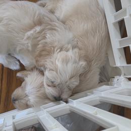 Havanese Puppies from Watson Farms