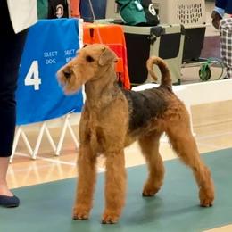 Lewis - Airedale Terrier