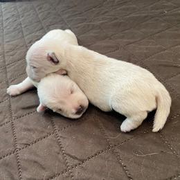 Girl 1 - White female West Highland White Terrier puppy in Idabel, Oklahoma from Ravens Nest Westies