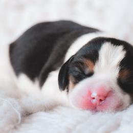Arlo - Blue tan and white male Beagle puppy in Caldwell, Ohio from Folklore Kennel