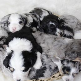 Aussiedoodle and Goldendoodle Puppies from Skyridge Doodles
