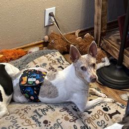 Cheech - White and fawn male Rat Terrier puppy in Atlanta, Texas from CaliRats Rat Terriers