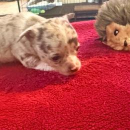 Chanel AKC - Merle female Chihuahua puppy in Seneca, Missouri from Stephanie’s Puppy Colony