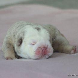 Diamond - Lilac tri-color female Bulldog puppy in Winnsboro, Texas from JP Ranch Bulldogs