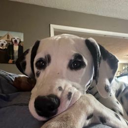 Glazed Donut- Yellow - White and black male Dalmatian puppy in Claremore, Oklahoma from Lotsofdots Dalmatians