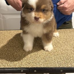 RTF - Red tri-color female Australian Shepherd puppy in Greenville, South Carolina from Elusive Australian Shepherds