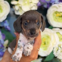 Blue and tan Piebald Boy - Piebald male Dachshund puppy in North Branch, Michigan from Monarch Miniature Dachshunds