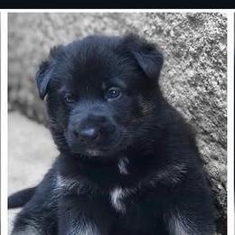 Green - Bi-color male German Shepherd puppy in Mount Vernon, Ohio from Haus Bärchen German Shepherds