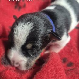Valor - White and black male Teddy Roosevelt Terrier puppy in Murray, Kentucky from Froschwald German Shepherds and Xanadu Teddy Roosevelt Terriers