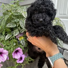 Gus - Black male Havapoo puppy in Kalamazoo, Michigan from Creekside Ranch