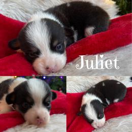 Juliet - Black and tan female Pembroke Welsh Corgi puppy in Lake City, Minnesota from Lake Pepin Corgi's