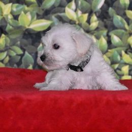 Miniature Schnauzer Puppies from Imperial Schnauzers