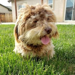 Pumpkin - Havanese
