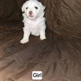 Jade - White female Bichon Frise puppy in Altmar, Louisiana from Abbott Animals