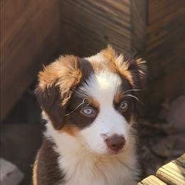 Noel - Red tri female Miniature Australian Shepherd puppy in Philpot, Kentucky from Miller Hill Mini American Shepherds and Mini Australian Shepherds