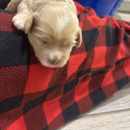 Lola - Brown female Cockapoo puppy in Paradise, Texas from 4W’s F2 Cockapoos