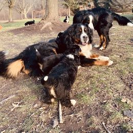 Bernese Mountain Dog Puppies from J & J Meadows