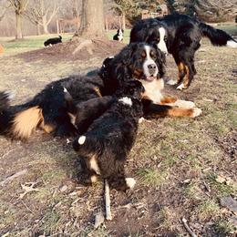 Bernese Mountain Dog Puppies from J & J Meadows