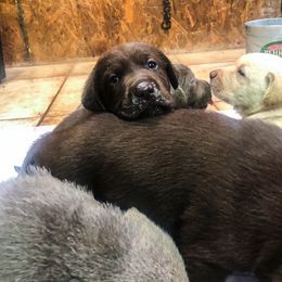 Dilute Retriever Puppies from Roaming Lab Farms