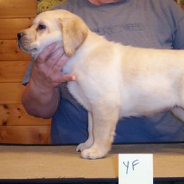 Labrador Retriever Puppies from Cecilie Drege