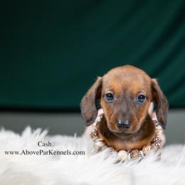 Cash-smooth - Red male Dachshund puppy in Auxvasse, Missouri from Above Par Kennels