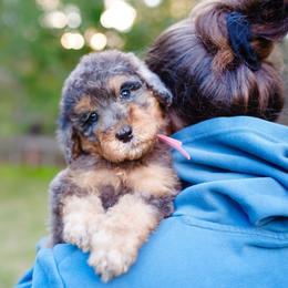 Pink collar - Blue merle female Bernedoodle puppy in Spokane, Washington from Doodle Love