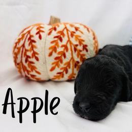 Apple - Black female Goldendoodle puppy in Cedartown, Georgia from Loyal Doodles