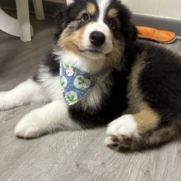 Vader - Australian Shepherd puppy from Andover Aussies