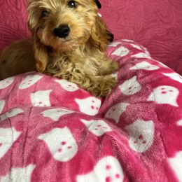 Gabby - Wheaten female Dachshund puppy in Lake City, Florida from My Ditzy Doxies of Florida