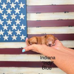 Indiana - Red  male Goldendoodle puppy in Springville, Utah from JW Doodles