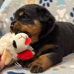 Girl 1 - Black and mahogany female Rottweiler puppy in Newfoundland, Pennsylvania from Poconopaws
