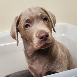 Dilute Retriever Puppies from Wayalife Labradors