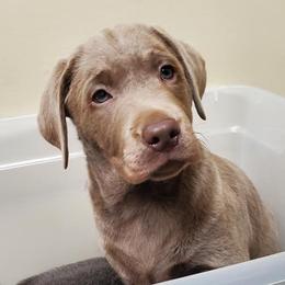 Dilute Retriever Puppies from Wayalife Labradors