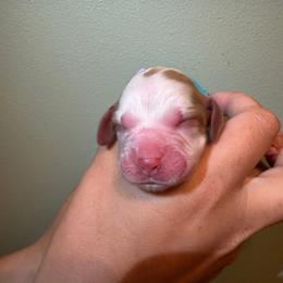 Glory - Lemon and white female English Springer Spaniel puppy in Williston, Florida from Parks Paradise Springers
