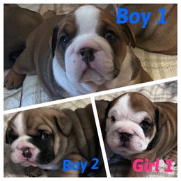 Bulldog Puppies from K&D Bulldogs