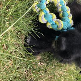 Bernedoodles and Labradoodles from All Bark