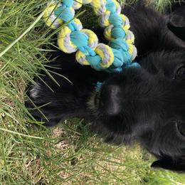 Bernedoodles and Labradoodles from All Bark