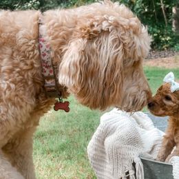 Goldendoodles from Clara Doodles