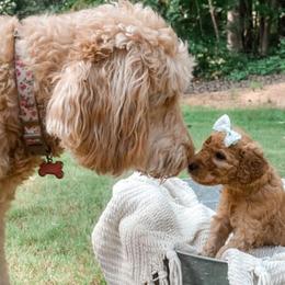 Goldendoodles from Clara Doodles