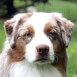 Obi - Australian Shepherd