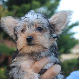 Boy 3 - Black and tan male Yorkshire Terrier puppy in Ceres, California from Mr.Yorkie
