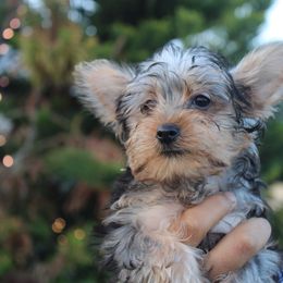 Boy 3 - Black and tan male Yorkshire Terrier puppy in Ceres, California from Mr.Yorkie