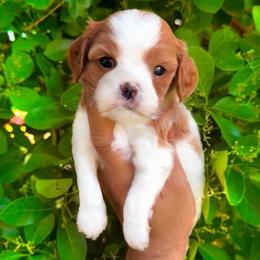 River - Blenheim male Cavapoo puppy in Salt Lake City, Utah from SunnySide Mini Doodles
