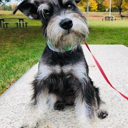 Miniature Schnauzers from Starfire Schnauzers