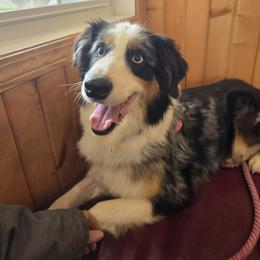 Dakota - Blue merle female Australian Shepherd puppy in Albion, Michigan from Northern Lights Aussies (NL Aussies)
